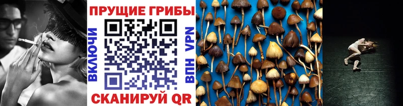где купить наркоту  Нерюнгри  Псилоцибиновые грибы Cubensis 